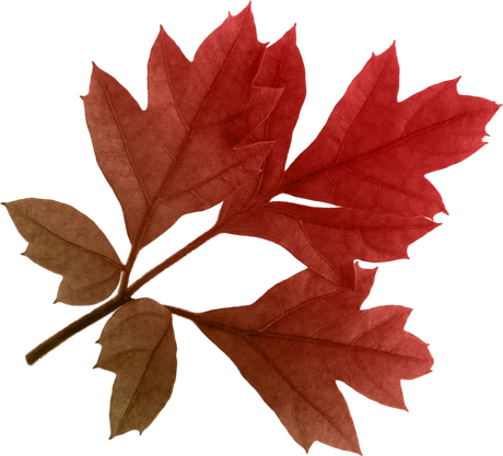 Autumn Leaves Png Clipart (maroon, black, chocolate)