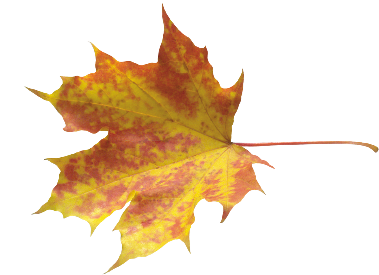 Autumn Leaves Png Hd (black)