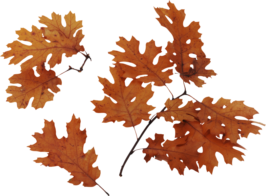 Autumn Leaves Png Image (black, chocolate)