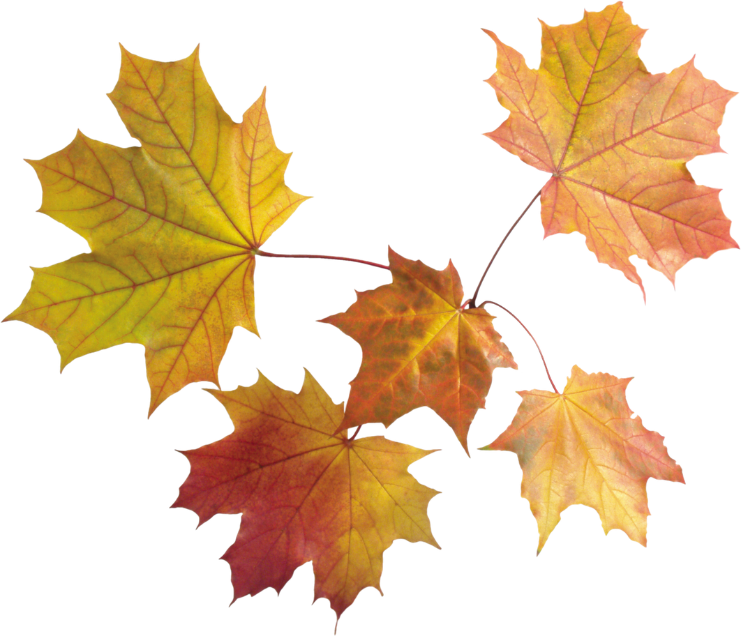 Autumn Leaves Png Pic (black, olive)