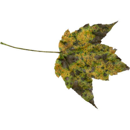 Autumn Leaves Transparent Png (white)