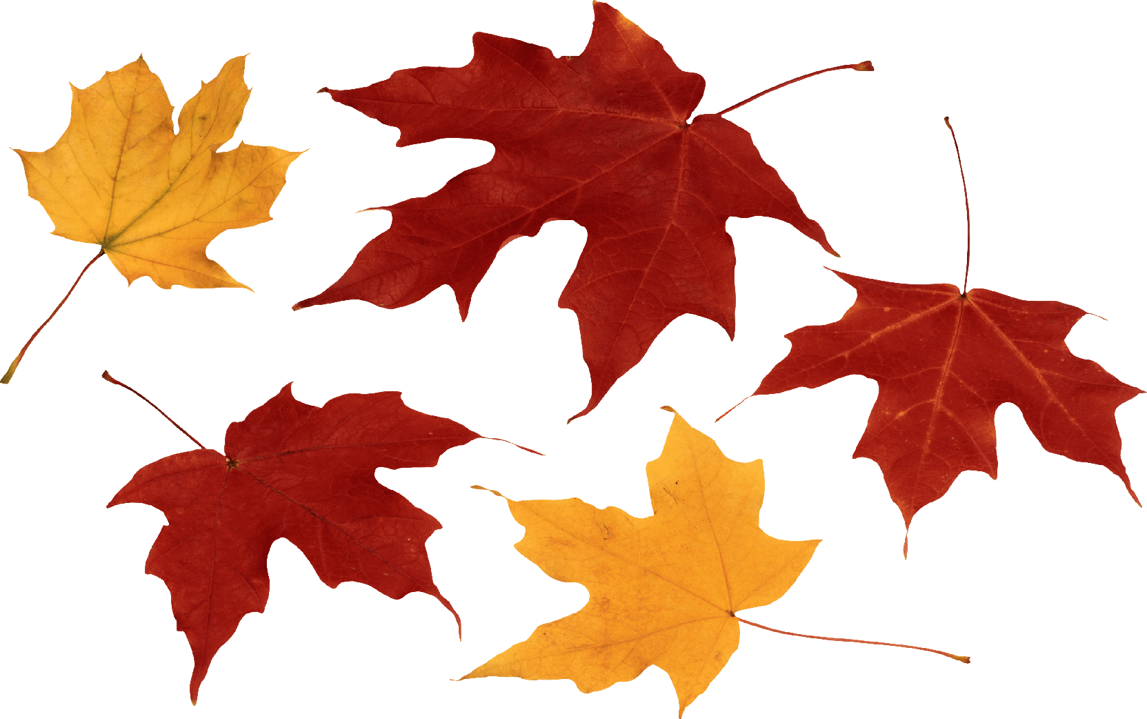 Autumn Leaves (gray)