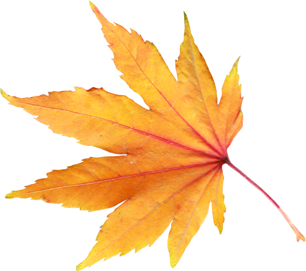 Autumn Png File (white, gold, salmon, orange, chocolate)