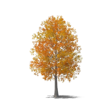 Autumn Png Hd (white)