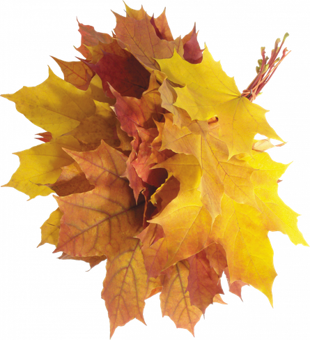 Autumn Png Isolated Photo (black, chocolate)