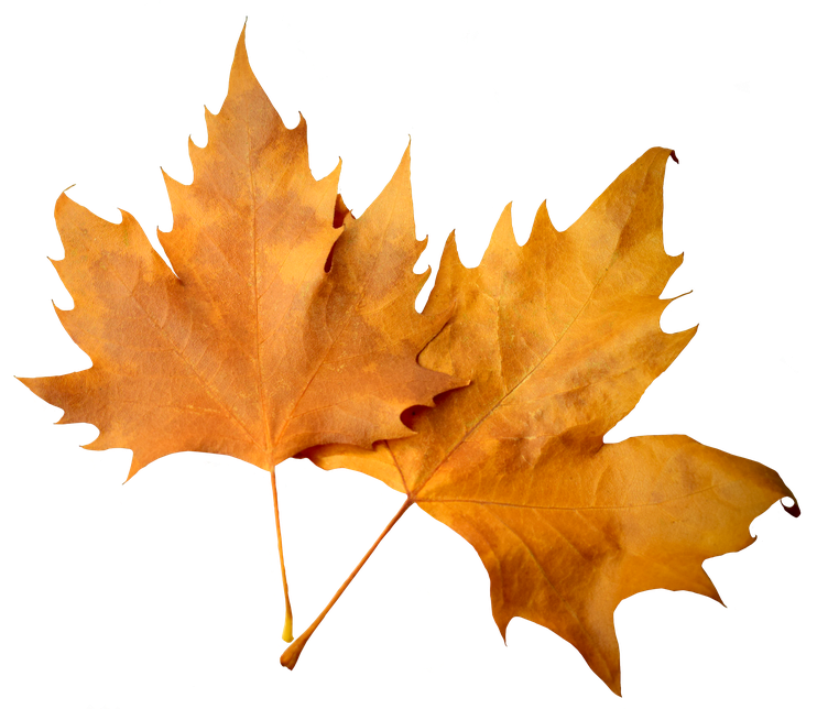 Autumn Transparent Png (black)