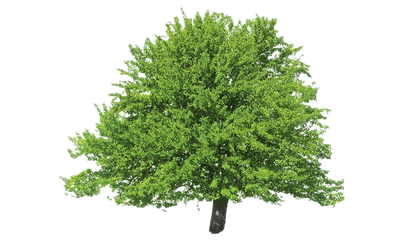 Evergreen Png Clipart (black, olive)