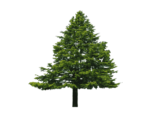 Evergreen Png File (black, green)