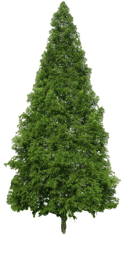 Evergreen Png Image (black, olive, green)