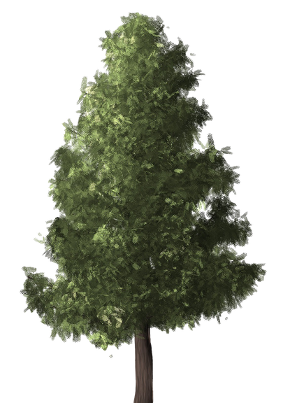 Evergreen Png Transparent Image (black, olive)