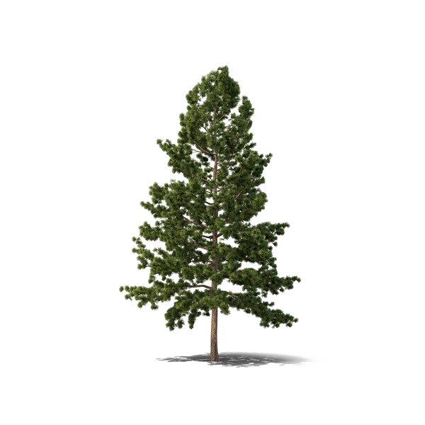 Evergreen Tree Png Free Download (lavender, white)