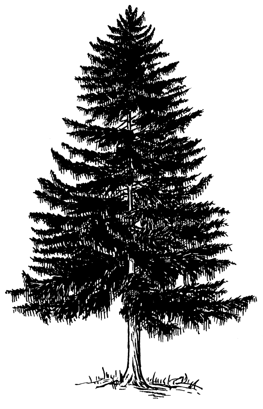 Evergreen Tree Png Photos (black)