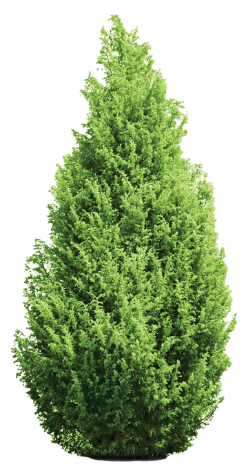 Evergreen Tree Transparent Background (black, gray, olive, green)