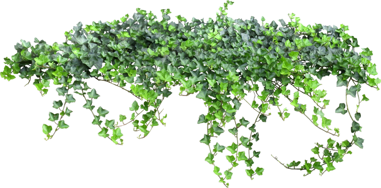 Ivy Hanging Background Png (black)