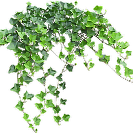 Ivy Hanging Png Clipart (black)