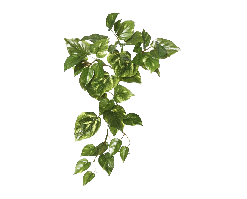 Ivy Hanging Png File (white)