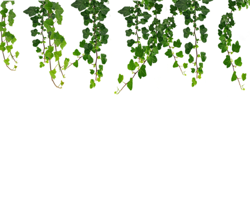 Ivy Hanging Png Hd (black)