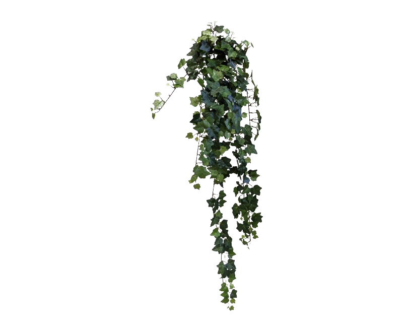 Ivy Hanging Png Image (white, lavender)