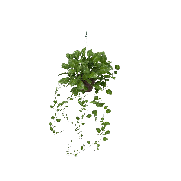 Ivy Hanging Png Pic (white)