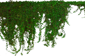 Ivy Hanging Png Picture (green, black)