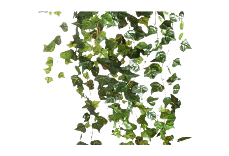 Ivy Hanging Png Transparent Image (black)