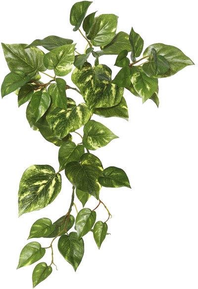 Ivy Hanging Transparent Images Png (white, beige, silver)