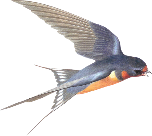 Swallow Download Png Isolated Image (black)