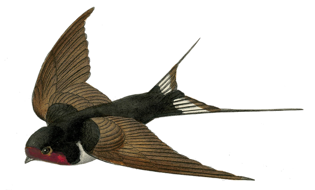 Swallow Png Image (black)