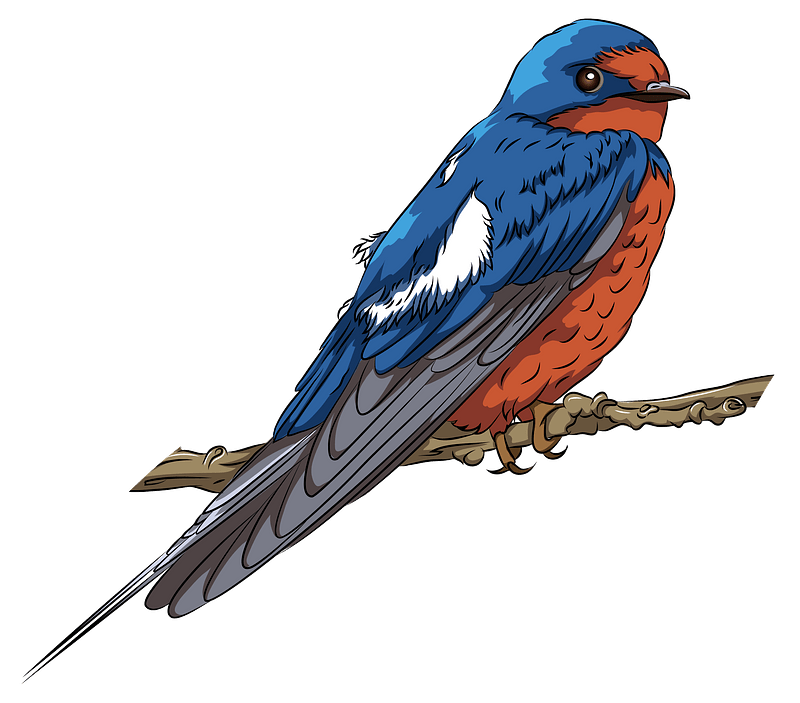 Swallow Png Isolated Hd (teal, gray, white)