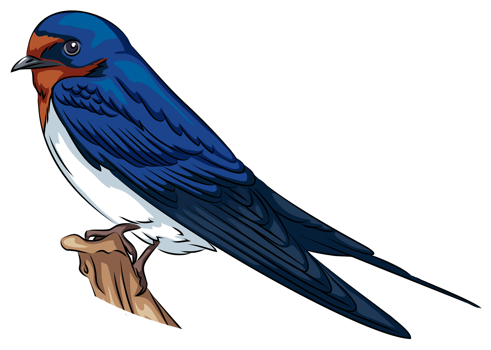 Swallow Png Picture (teal, gray, white)