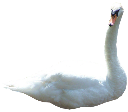 Swan Png File (black, white)