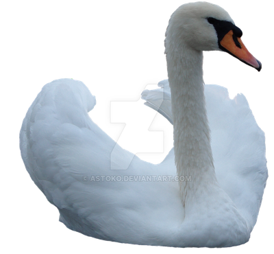 Swan Png Image (black, gray, silver, white)