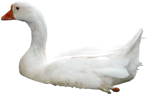 Swan Png Photos (black, beige, lavender, white)