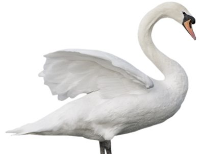 Swan Png Transparent Image (black, silver, lavender)