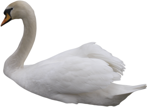 Swan Transparent Background (black, silver, lavender)