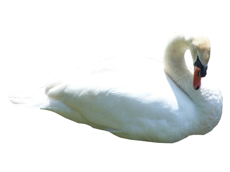 Swan Transparent Png (white)