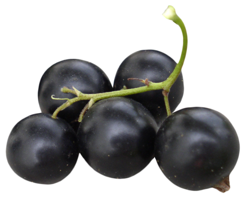 Sweet Black Currant Berries Transparent Png (black)