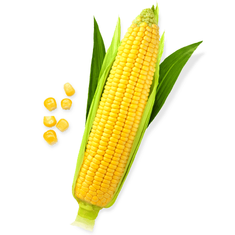 Sweet Corn Png File (black, gray)