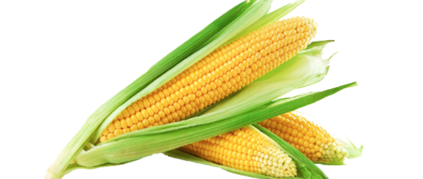 Sweet Corn Png Image (white, beige, mint, gold)