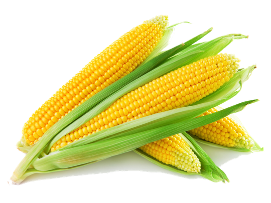 Sweet Corn (black, gold)