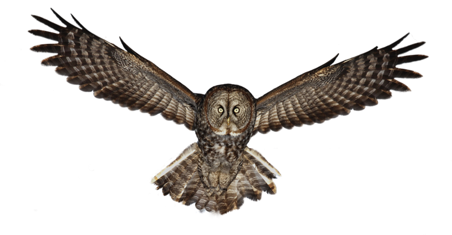 Owl Png Photos (black)