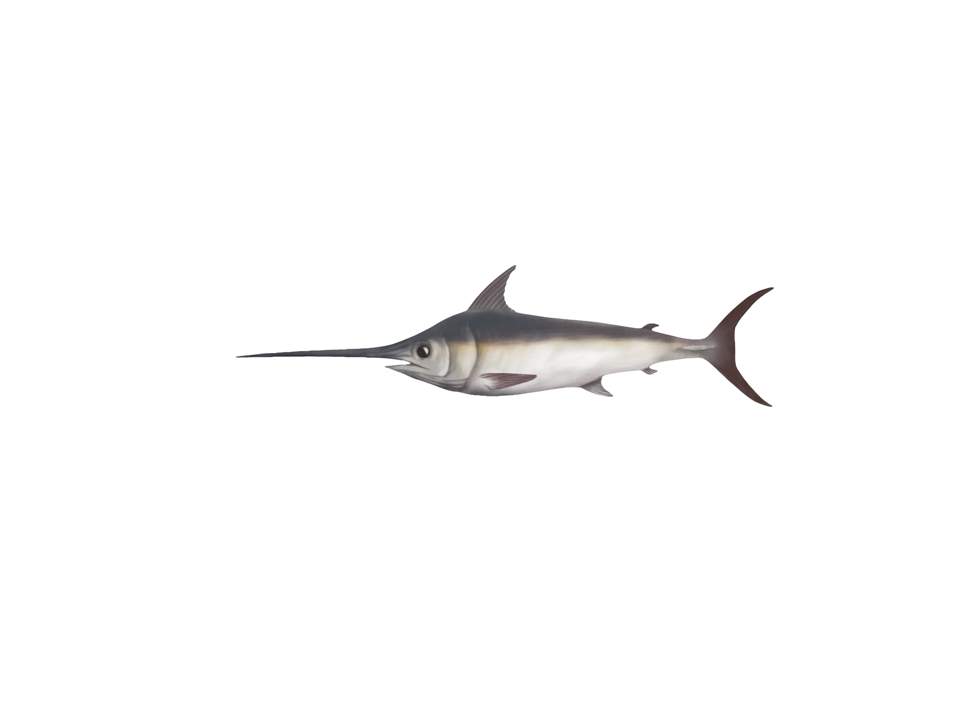 Sword Fish Png File (white)