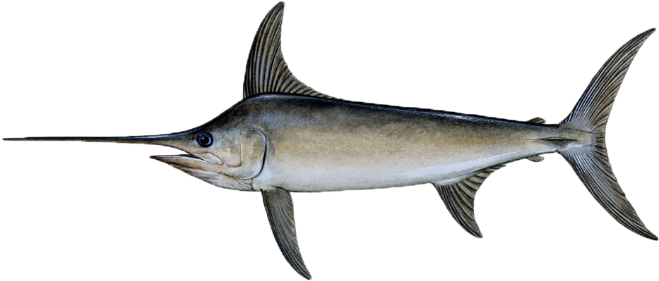 Sword Fish Png Isolated File (black)