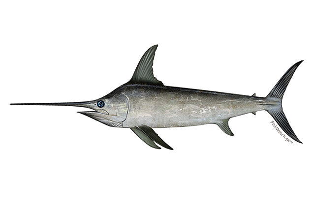 Sword Fish Png Isolated Hd (indigo, black, gray, white, silver)