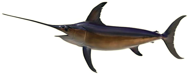 Sword Fish Png Isolated Photo (black, gray)