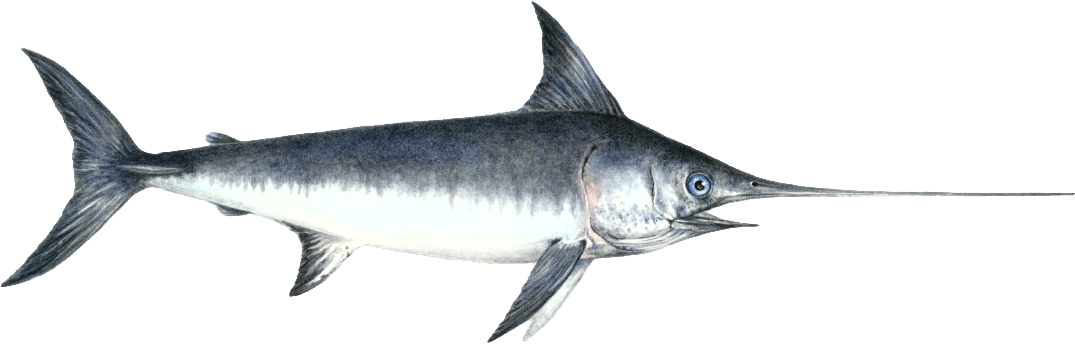 Sword Fish Png Isolated Pic (black, white)