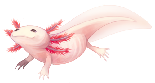 Axolotl Png Clipart (white, pink, beige)