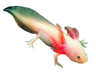 Axolotl Png Free Download (beige, black)