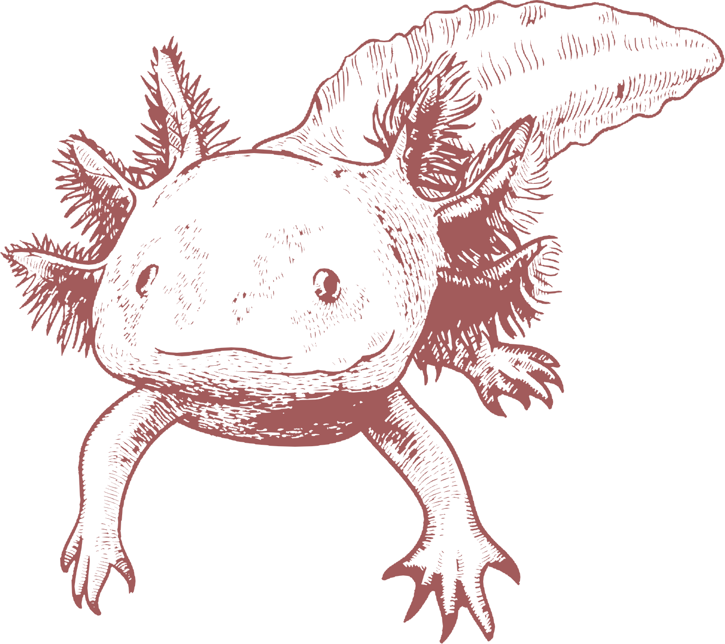 Axolotl Png Pic (black, gray)