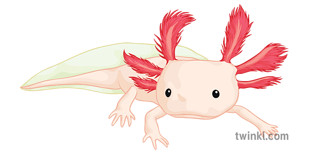 Axolotl Png Picture (beige, gray)